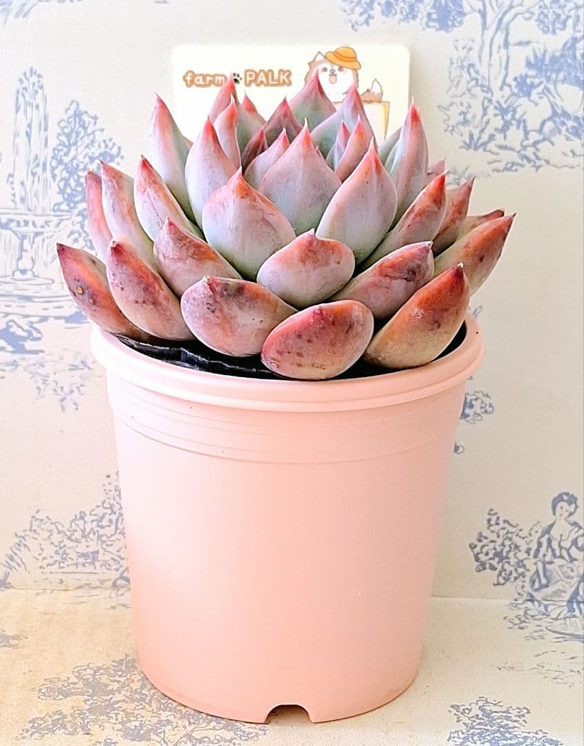 コロラータ札付きポットごとメルカリ便ファームパルクさん苗