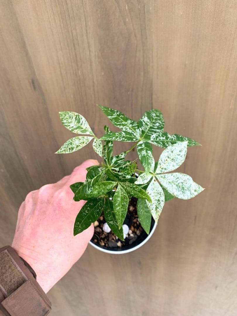 パキラ・ミルキーウェイ　国内実生　no22 枝分かれ