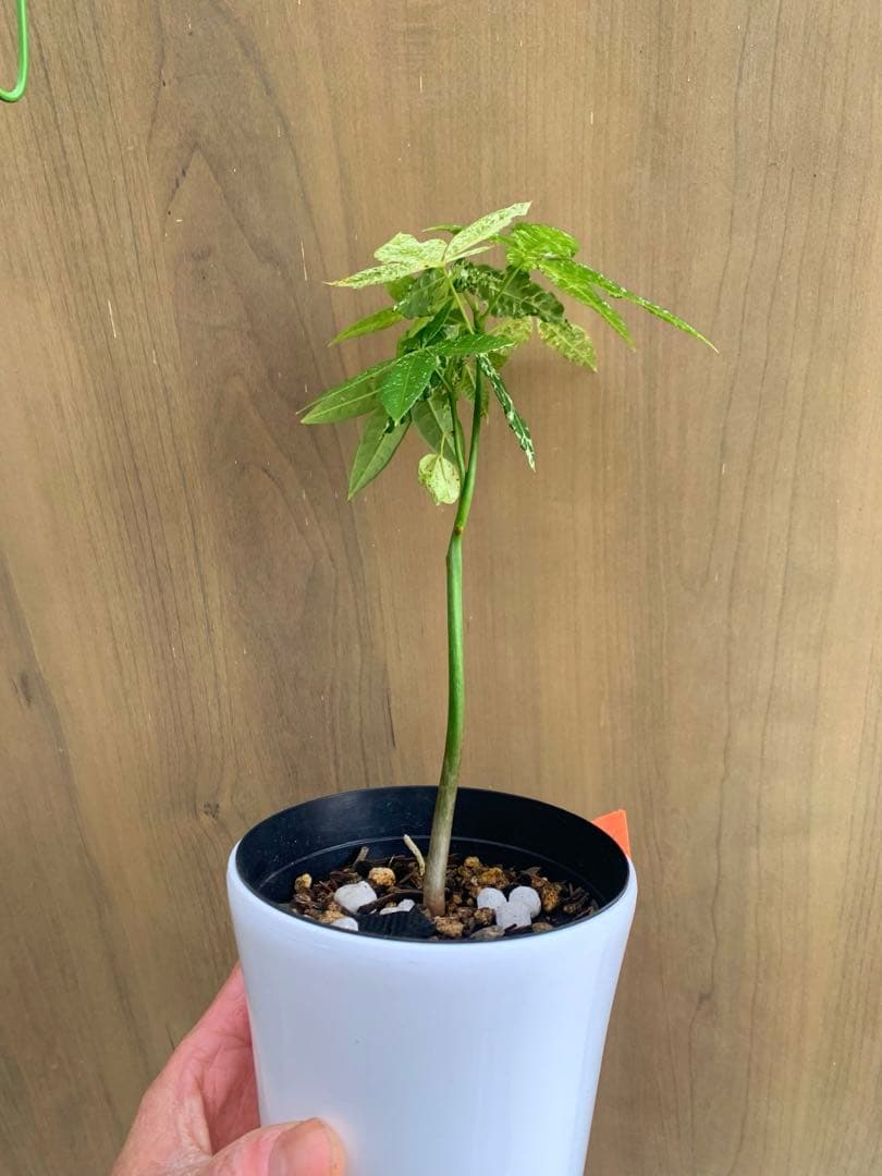 パキラ・ミルキーウェイ　国内実生　no22 枝分かれ