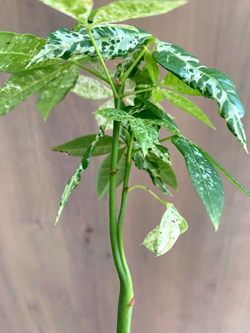 パキラ・ミルキーウェイ　国内実生　no22 枝分かれ