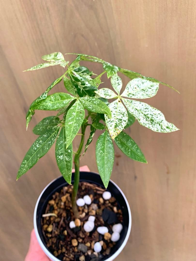 パキラ・ミルキーウェイ　国内実生　no22 枝分かれ