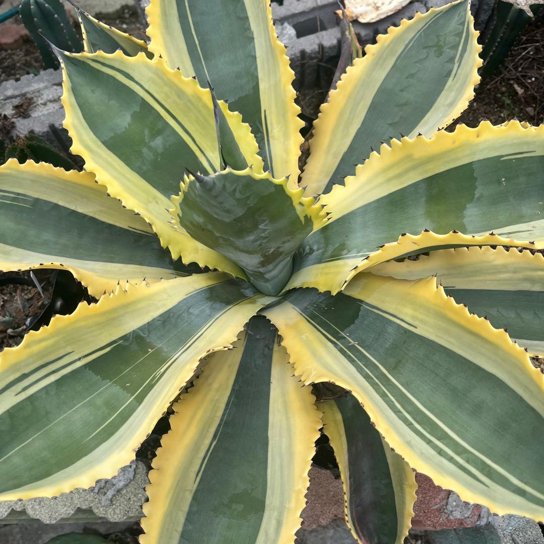 アガベ リップルエフェクト　幅70cm