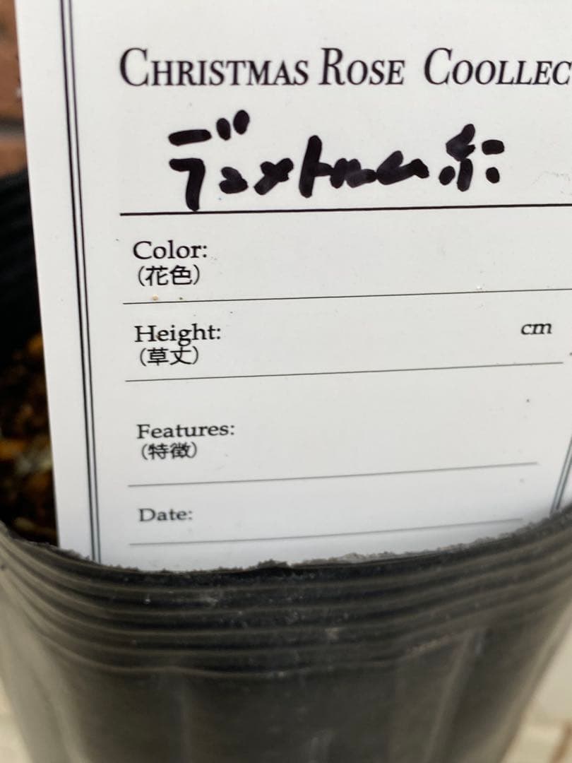 クリスマスローズ　little beast