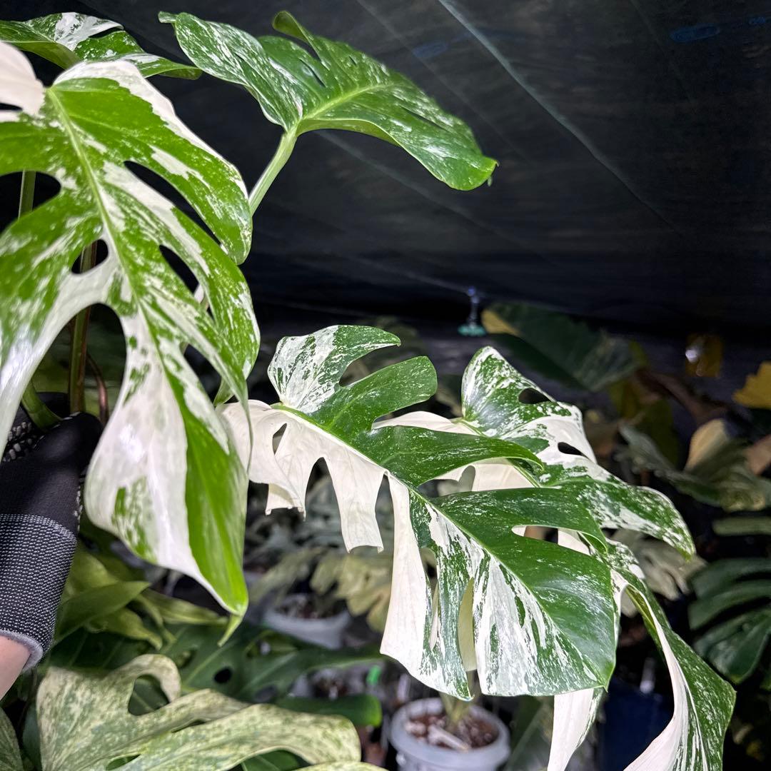 ALB8 モンステラ　ボルギシアナ　アルボ　ホワイトタイガー白斑　健康カット苗