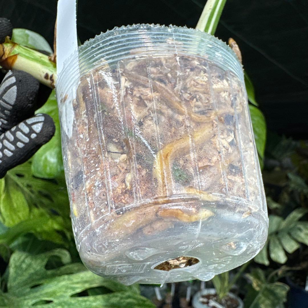 ALB8 モンステラ　ボルギシアナ　アルボ　ホワイトタイガー白斑　健康カット苗