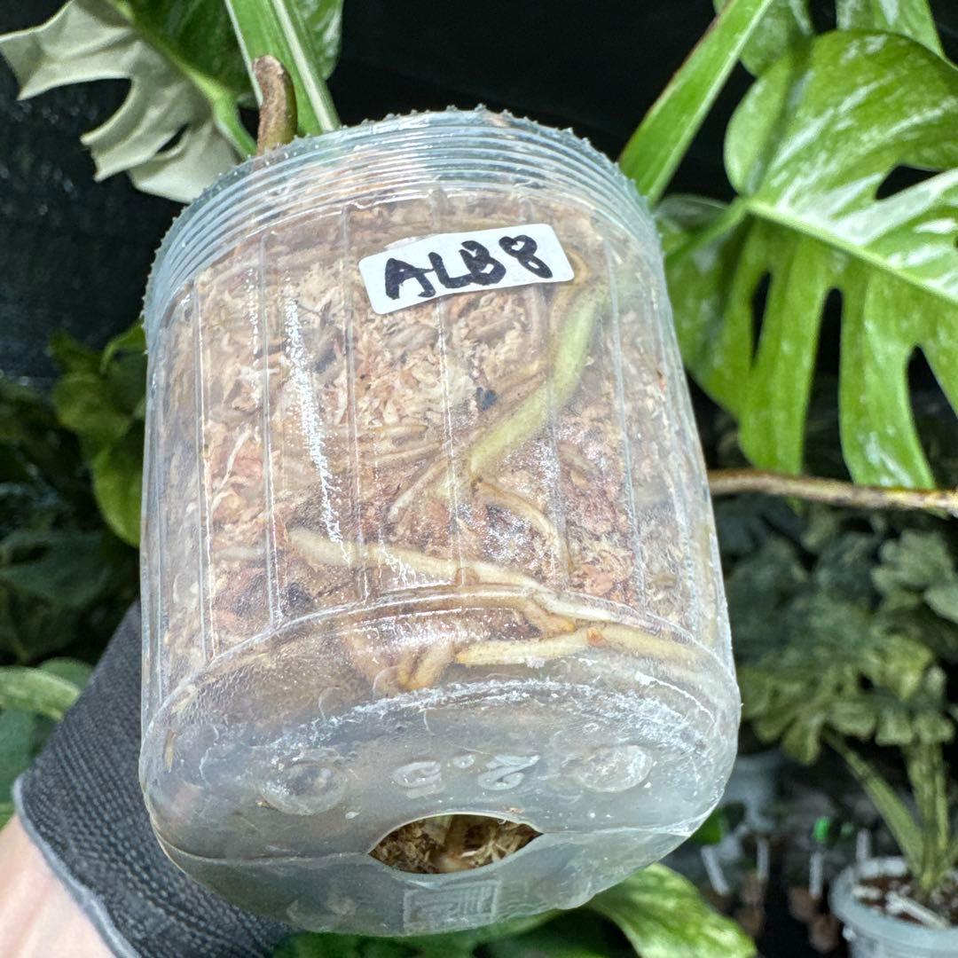 ALB8 モンステラ　ボルギシアナ　アルボ　ホワイトタイガー白斑　健康カット苗