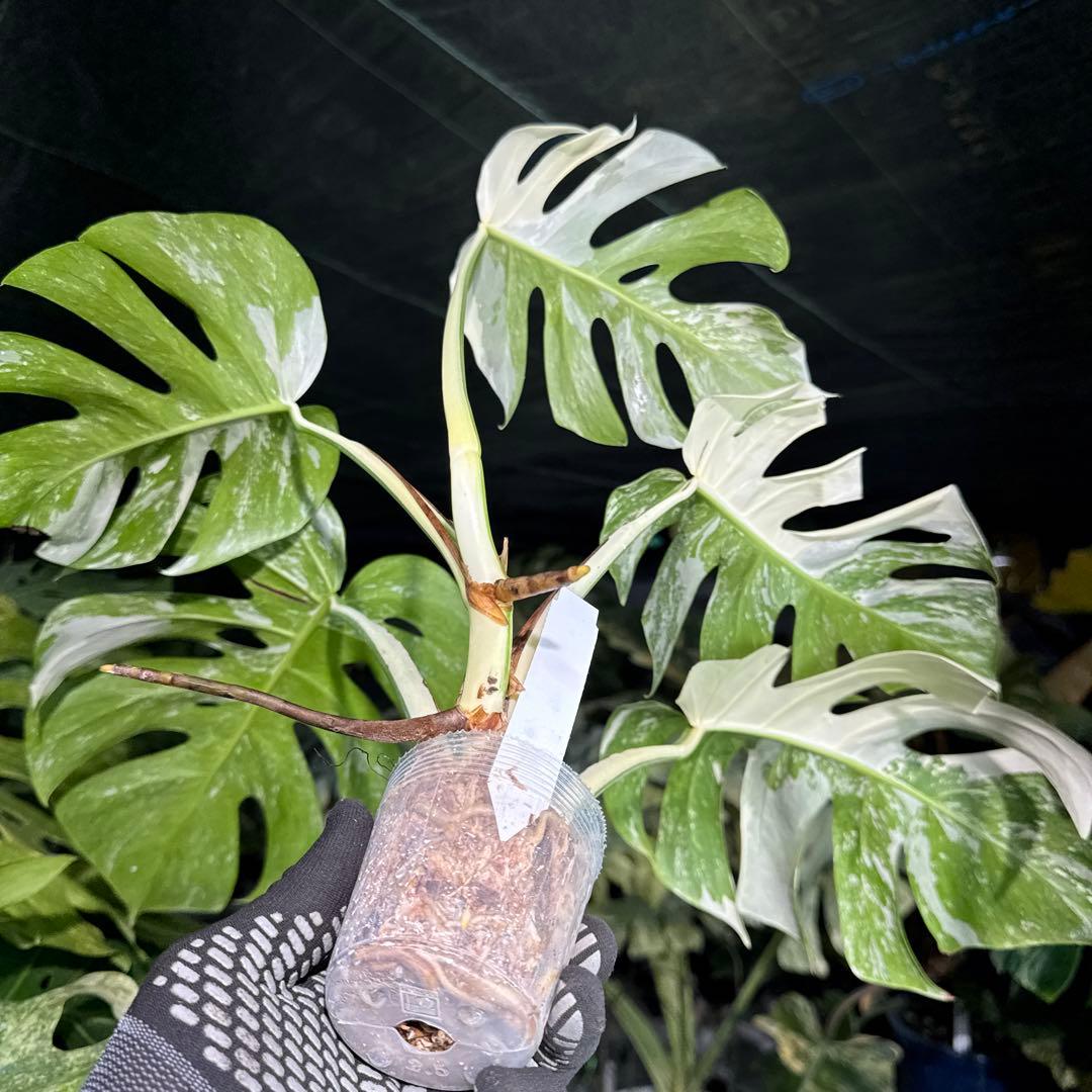 ALB8 モンステラ　ボルギシアナ　アルボ　ホワイトタイガー白斑　健康カット苗