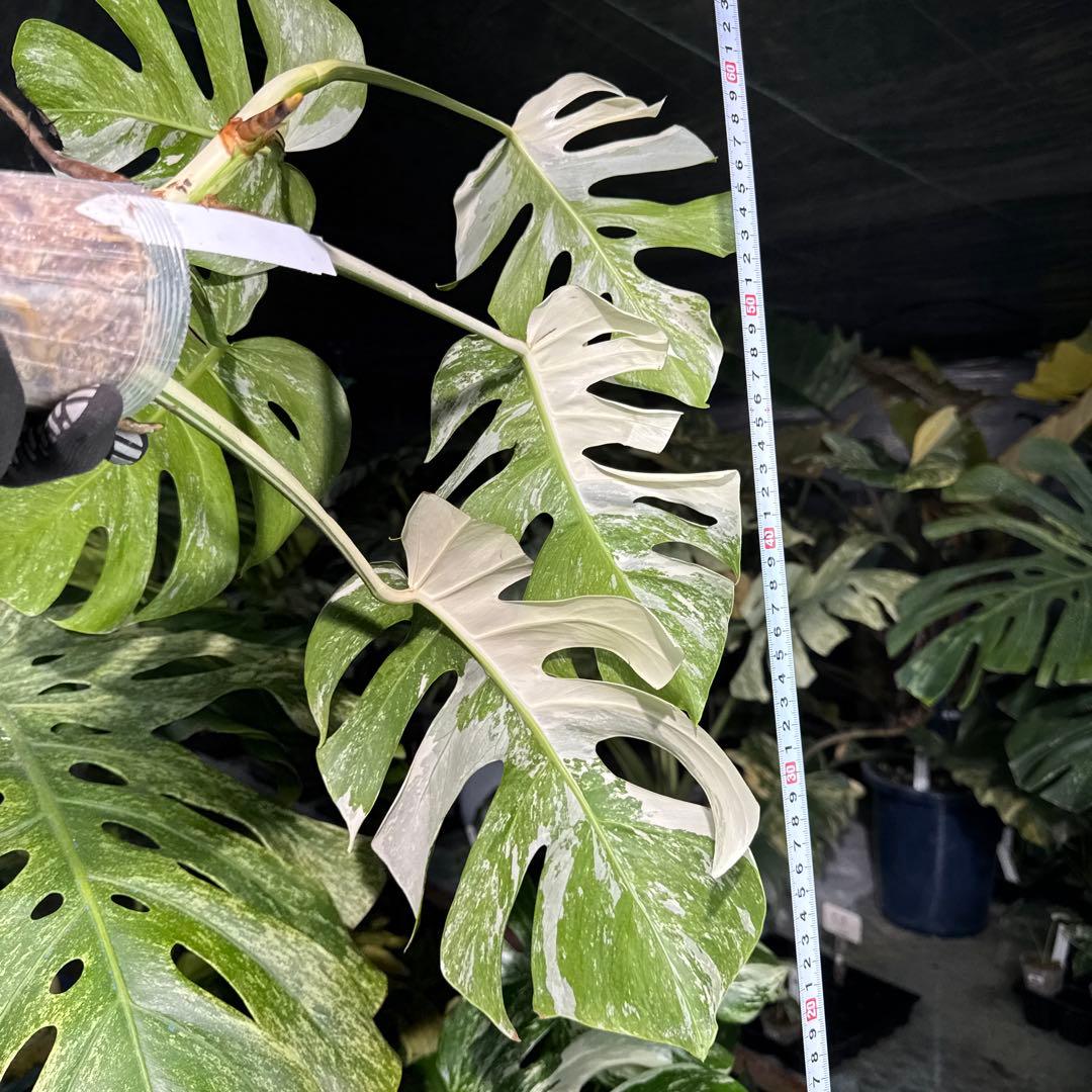 ALB8 モンステラ　ボルギシアナ　アルボ　ホワイトタイガー白斑　健康カット苗