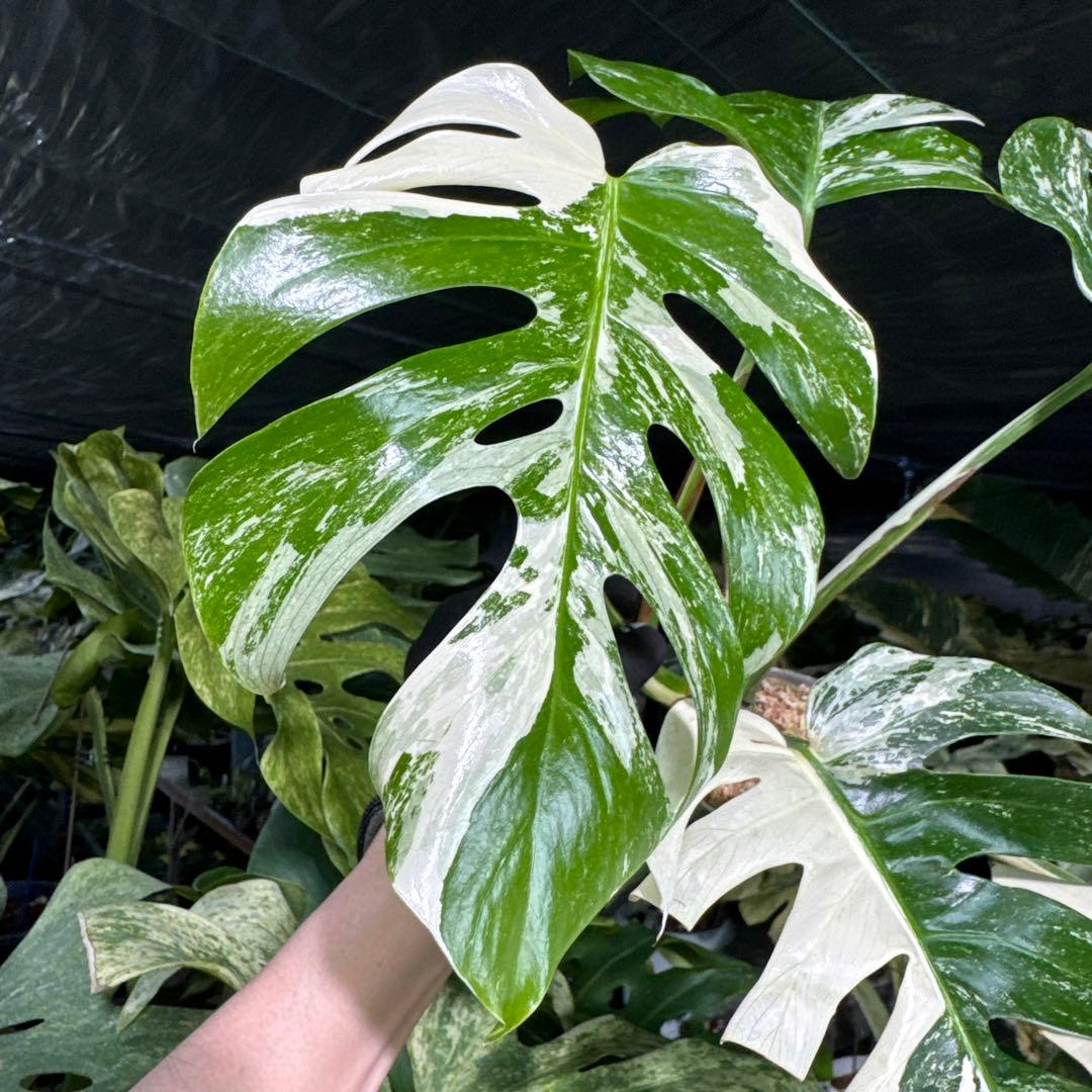 ALB8 モンステラ　ボルギシアナ　アルボ　ホワイトタイガー白斑　健康カット苗