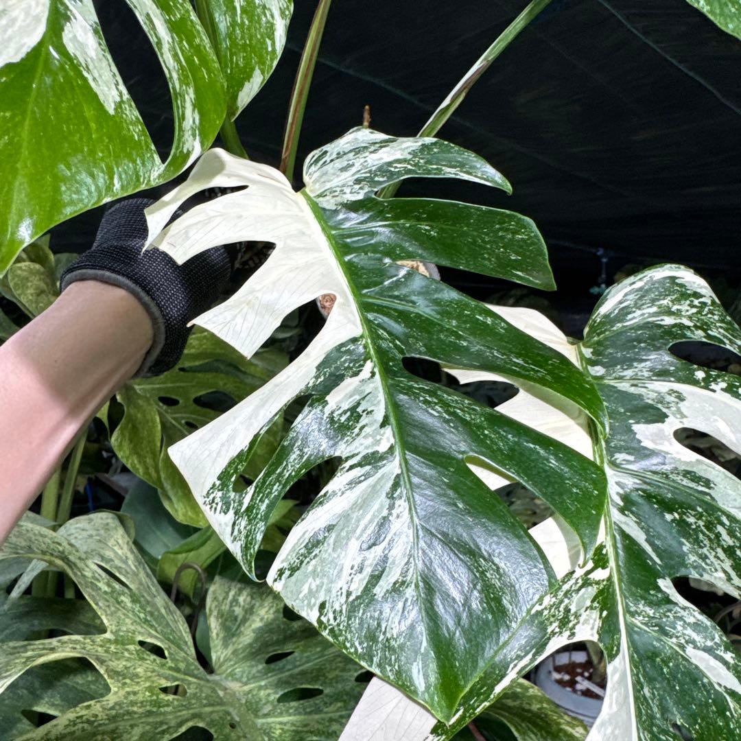 ALB8 モンステラ　ボルギシアナ　アルボ　ホワイトタイガー白斑　健康カット苗