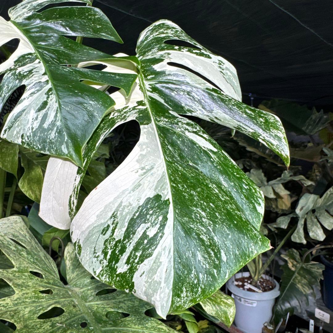 ALB8 モンステラ　ボルギシアナ　アルボ　ホワイトタイガー白斑　健康カット苗