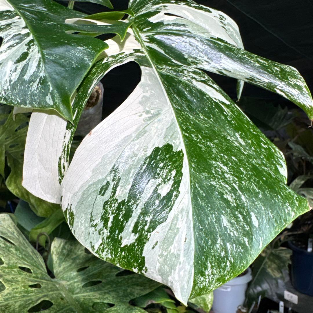 ALB8 モンステラ　ボルギシアナ　アルボ　ホワイトタイガー白斑　健康カット苗