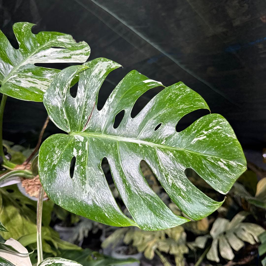 ALB8 モンステラ　ボルギシアナ　アルボ　ホワイトタイガー白斑　健康カット苗