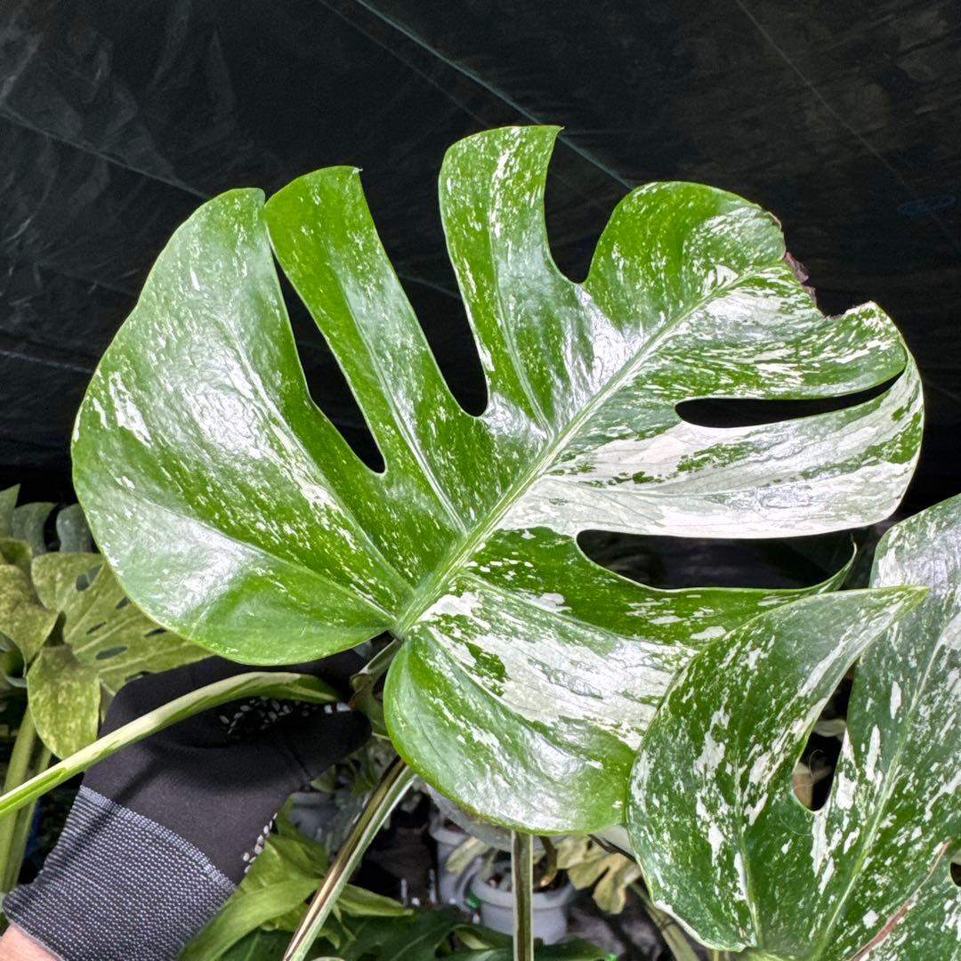 ALB8 モンステラ　ボルギシアナ　アルボ　ホワイトタイガー白斑　健康カット苗