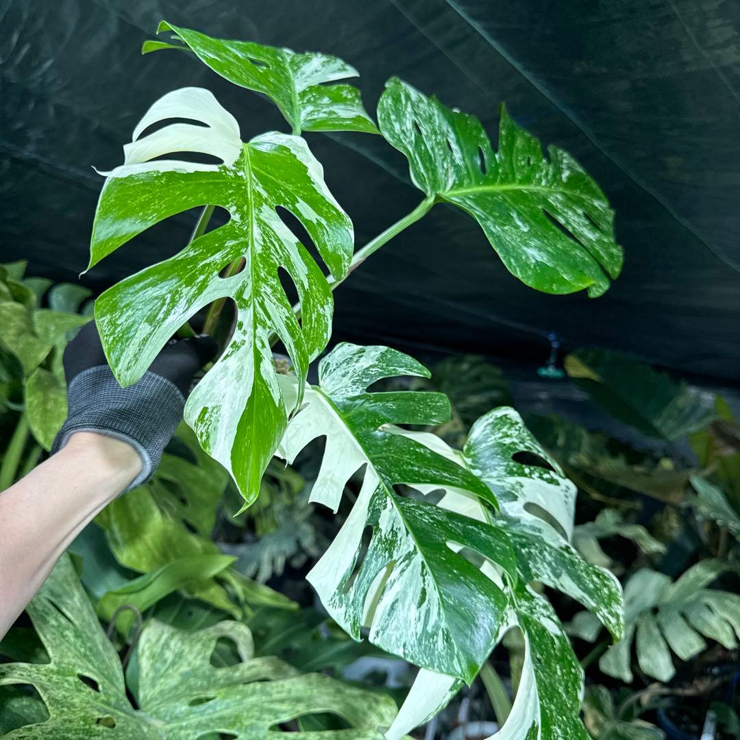 ALB8 モンステラ　ボルギシアナ　アルボ　ホワイトタイガー白斑　健康カット苗