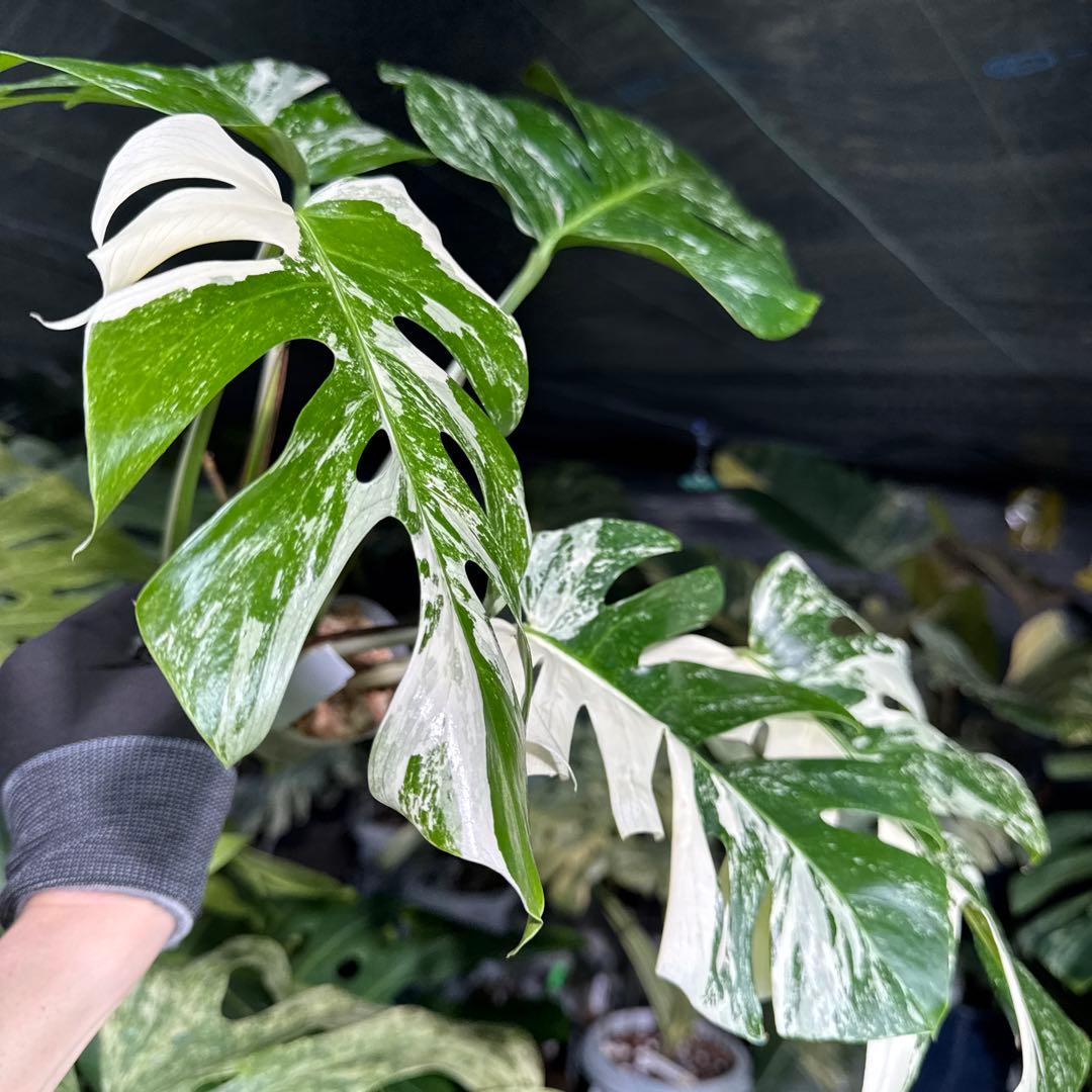 ALB8 モンステラ　ボルギシアナ　アルボ　ホワイトタイガー白斑　健康カット苗