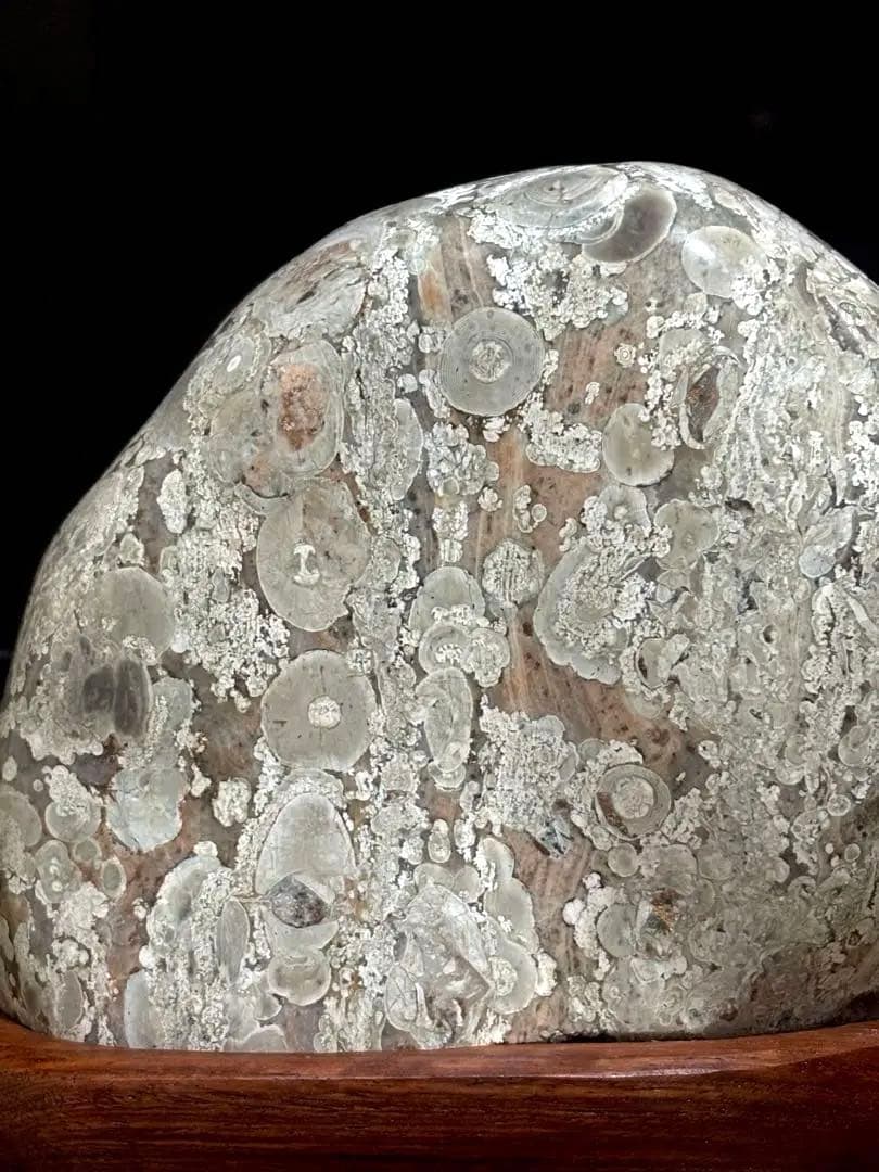 越前　梅花石　鑑賞石 紋様石 花模様 花石 水石　2163g 花梨台　希少