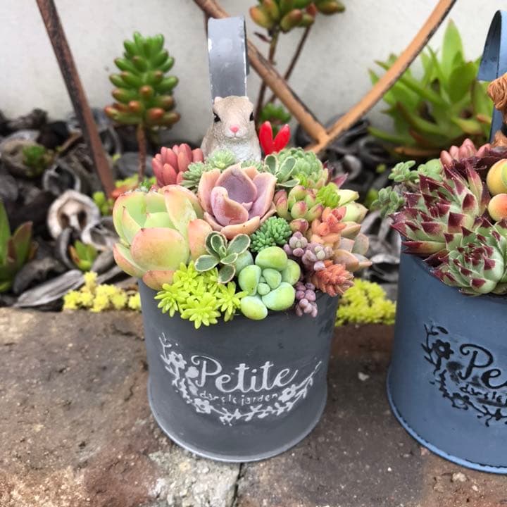 ☆多肉植物　寄せ植え〜フック付きブリキ缶寄せ植え　セット〜★