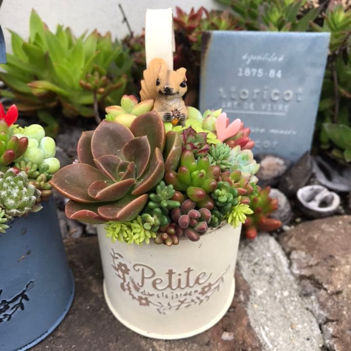 ☆多肉植物　寄せ植え〜フック付きブリキ缶寄せ植え　セット〜★