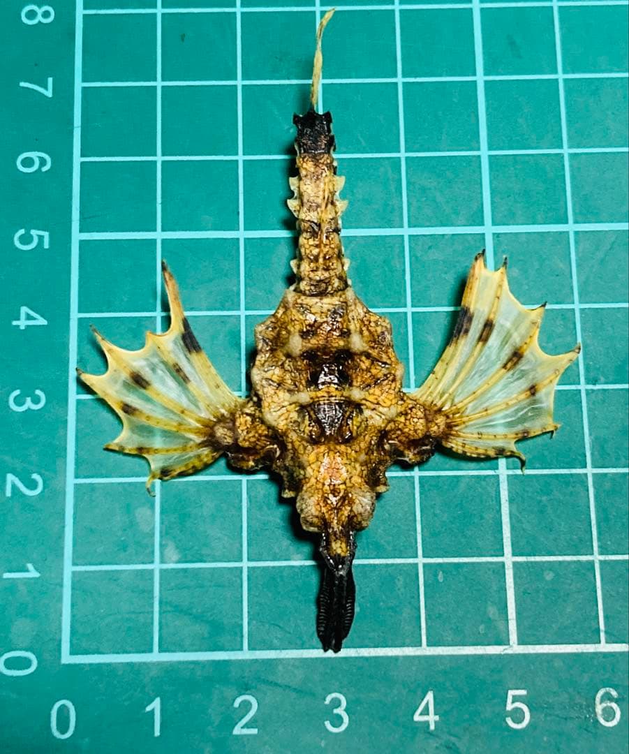 ウミテング 乾燥標本② 海　魚　レア　標本