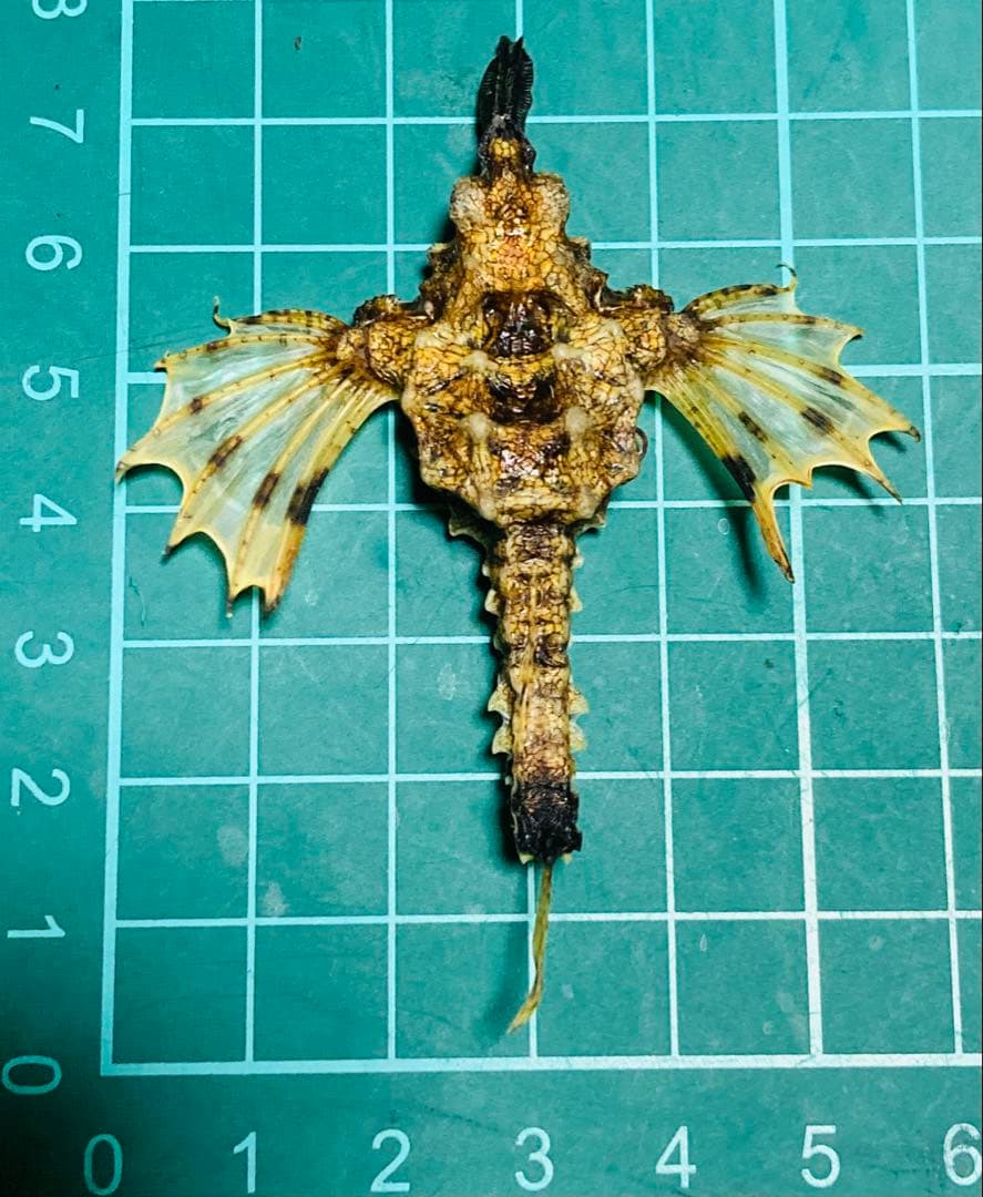 ウミテング 乾燥標本② 海　魚　レア　標本
