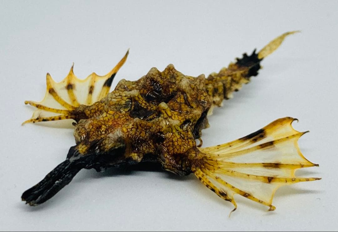 ウミテング 乾燥標本② 海　魚　レア　標本