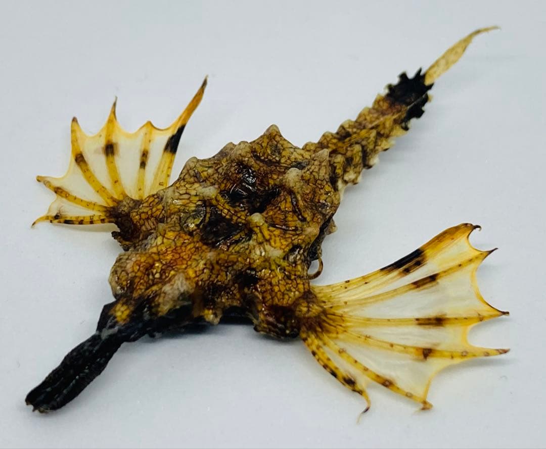 ウミテング 乾燥標本② 海　魚　レア　標本