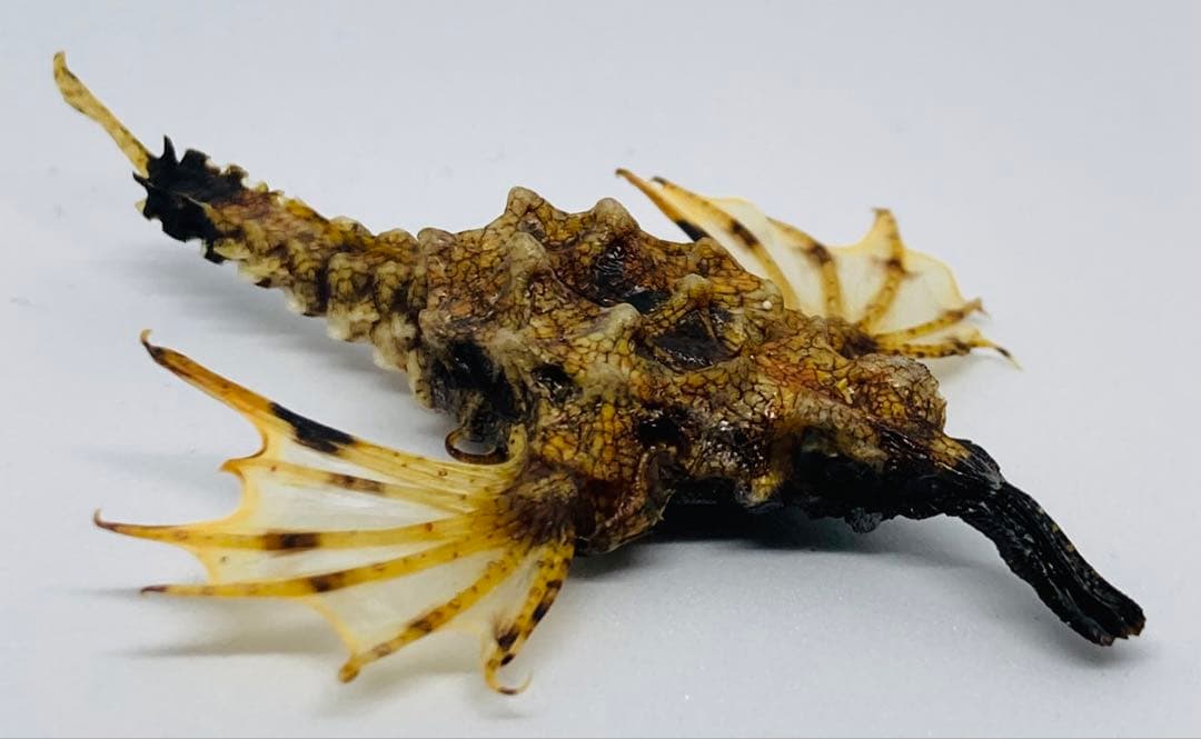 ウミテング 乾燥標本② 海　魚　レア　標本