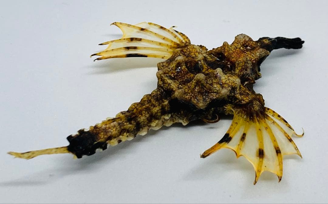 ウミテング 乾燥標本② 海　魚　レア　標本