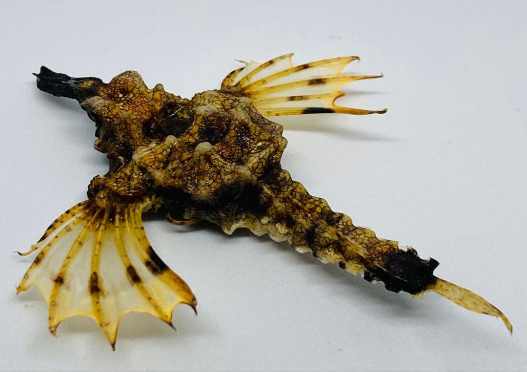 ウミテング 乾燥標本② 海　魚　レア　標本