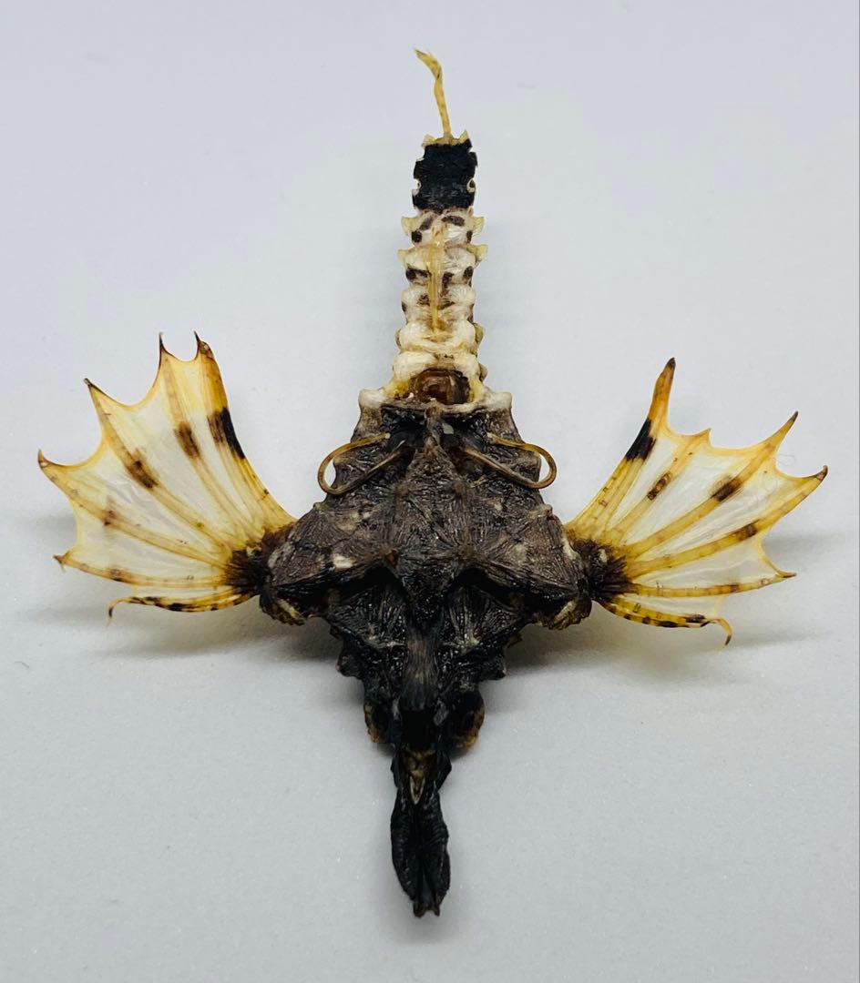 ウミテング 乾燥標本② 海　魚　レア　標本