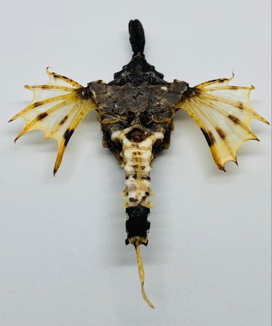 ウミテング 乾燥標本② 海　魚　レア　標本