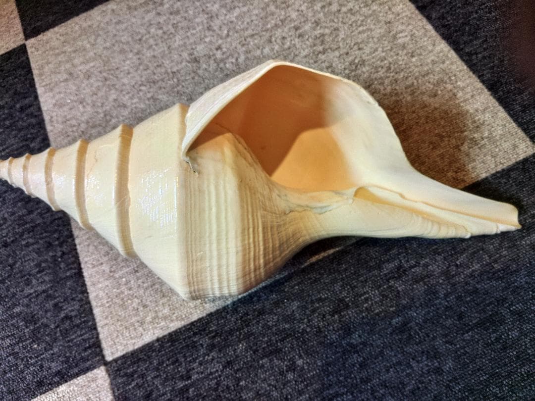 超美品特大！法螺貝　ホラ貝　アラフラオオニシ　49センチ