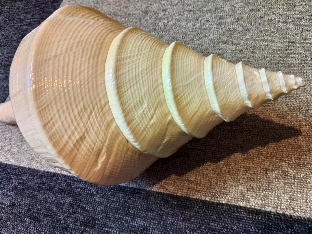 超美品特大！法螺貝　ホラ貝　アラフラオオニシ　49センチ