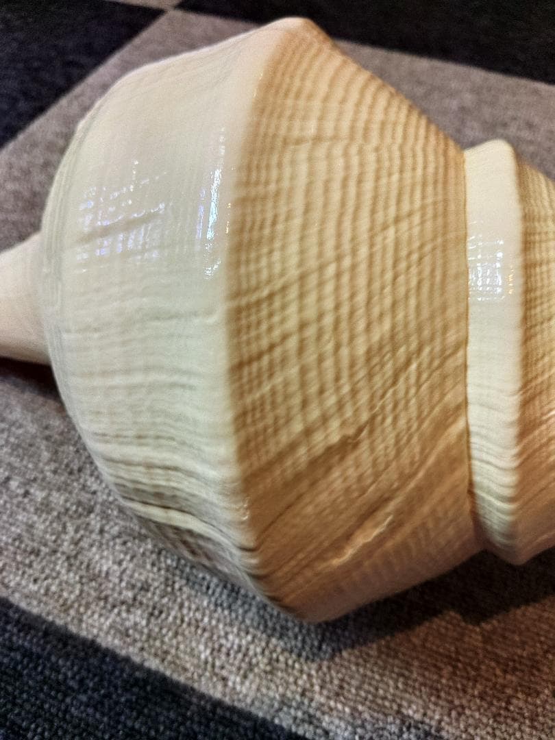 超美品特大！法螺貝　ホラ貝　アラフラオオニシ　49センチ