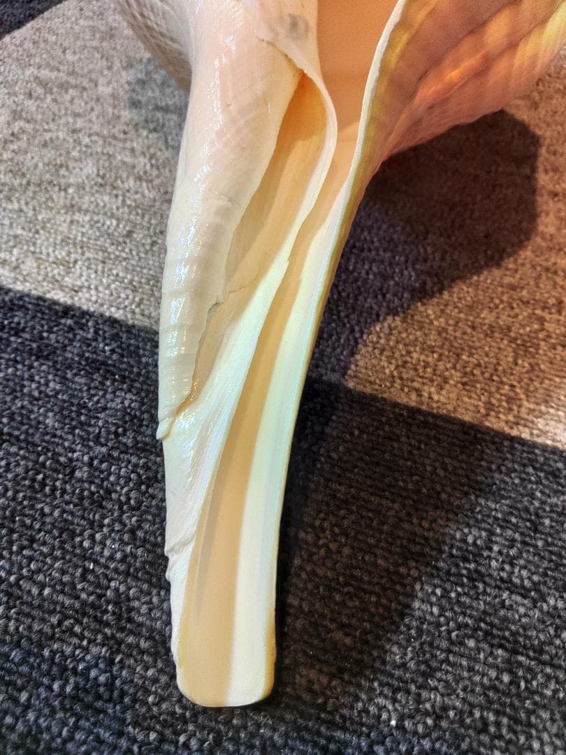 超美品特大！法螺貝　ホラ貝　アラフラオオニシ　49センチ