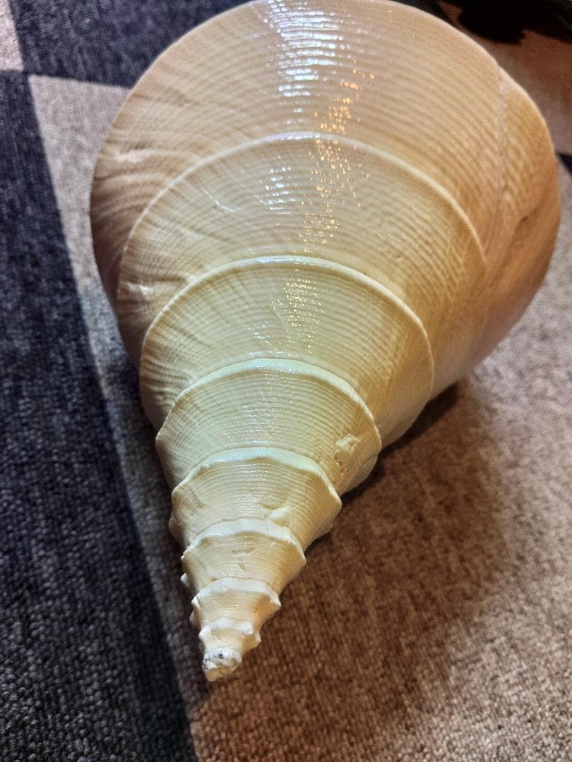 超美品特大！法螺貝　ホラ貝　アラフラオオニシ　49センチ