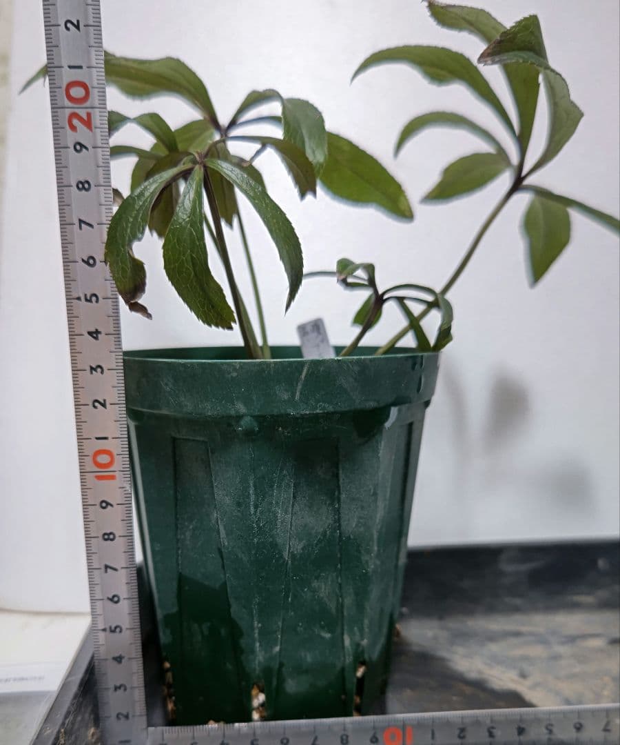 クリスマスローズ　ブラックマジック　株分　広瀬ナーセリー　超メルカリ市