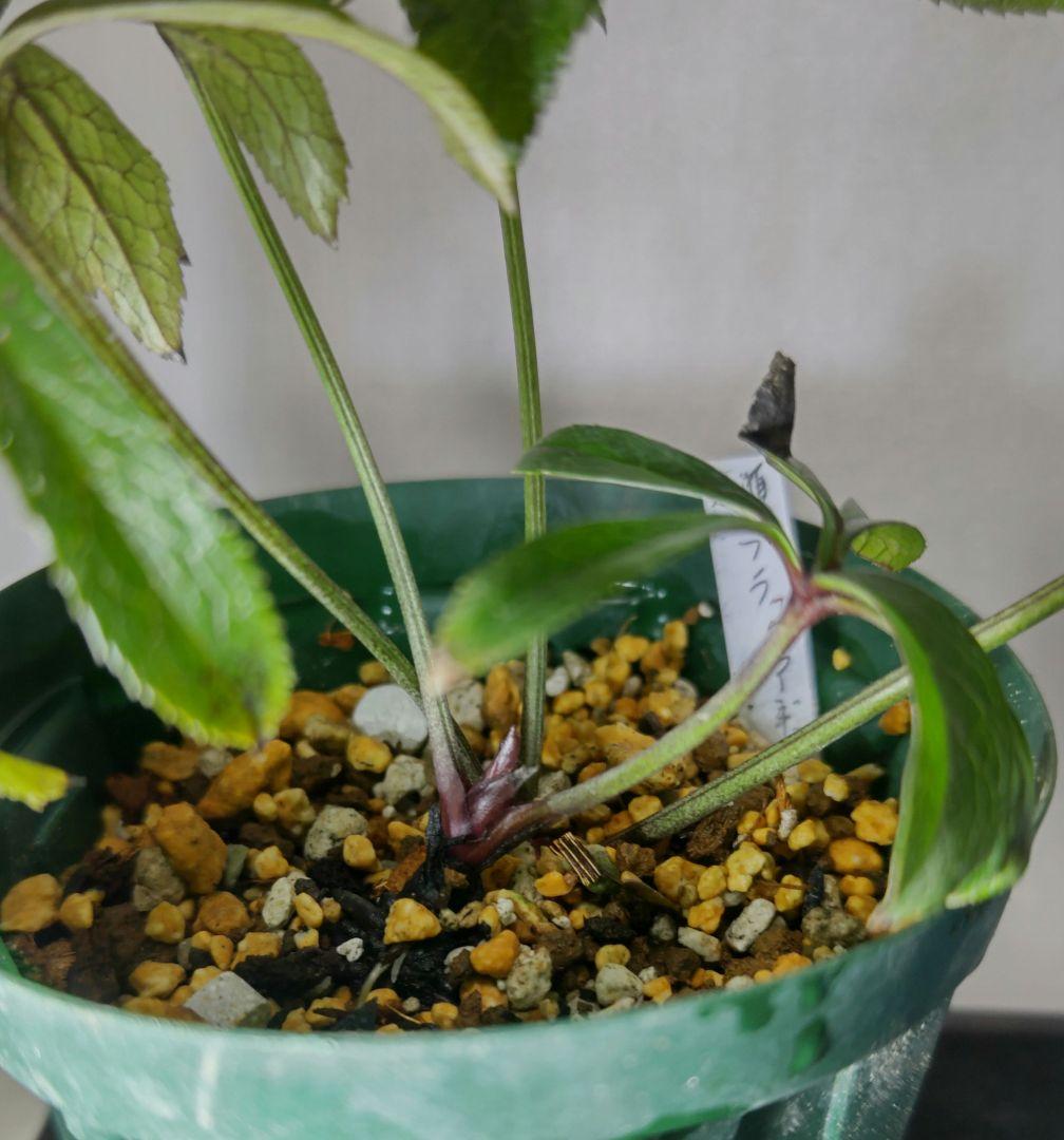 クリスマスローズ　ブラックマジック　株分　広瀬ナーセリー　超メルカリ市