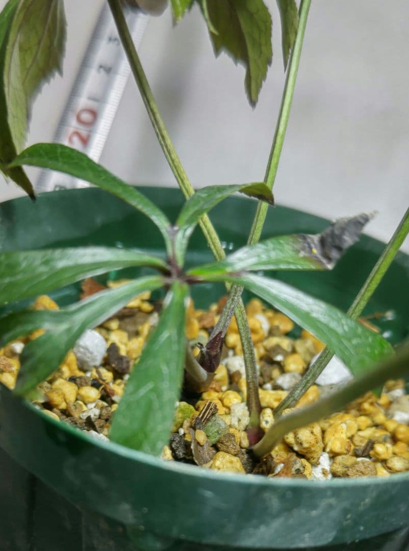 クリスマスローズ　ブラックマジック　株分　広瀬ナーセリー　超メルカリ市