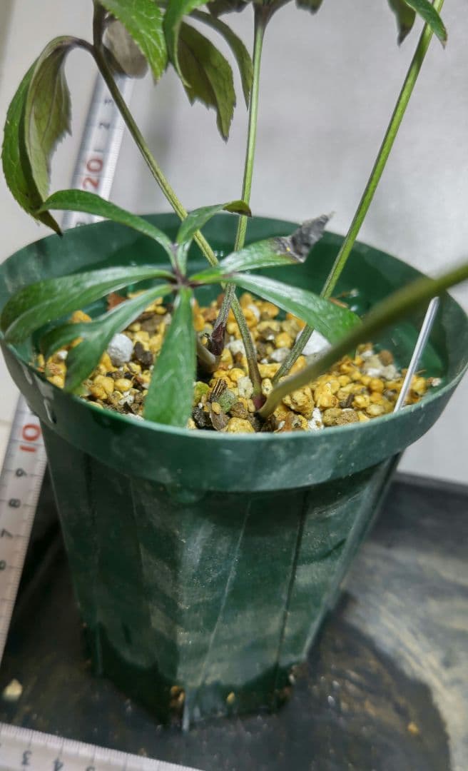 クリスマスローズ　ブラックマジック　株分　広瀬ナーセリー　超メルカリ市