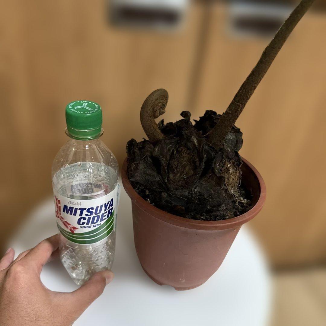 えげつないサイズのリュウビンタイ