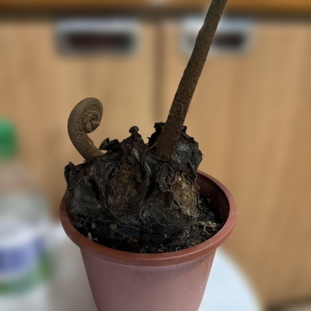 えげつないサイズのリュウビンタイ