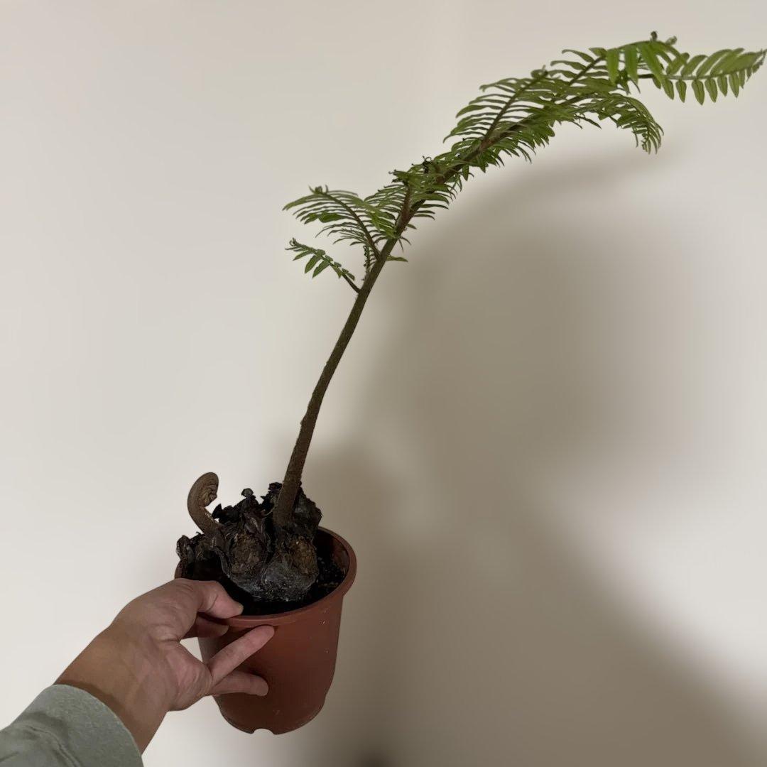 えげつないサイズのリュウビンタイ
