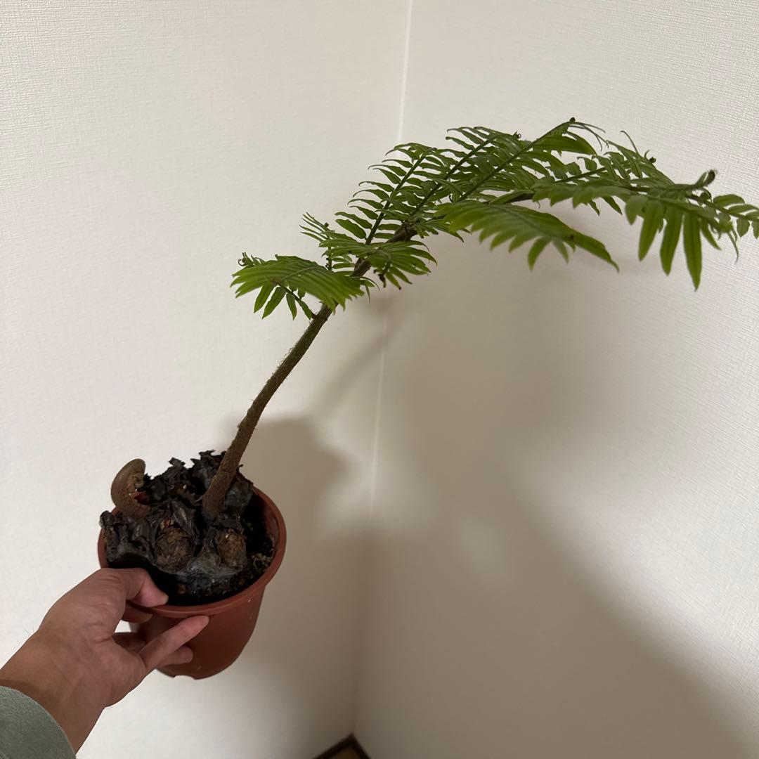 えげつないサイズのリュウビンタイ