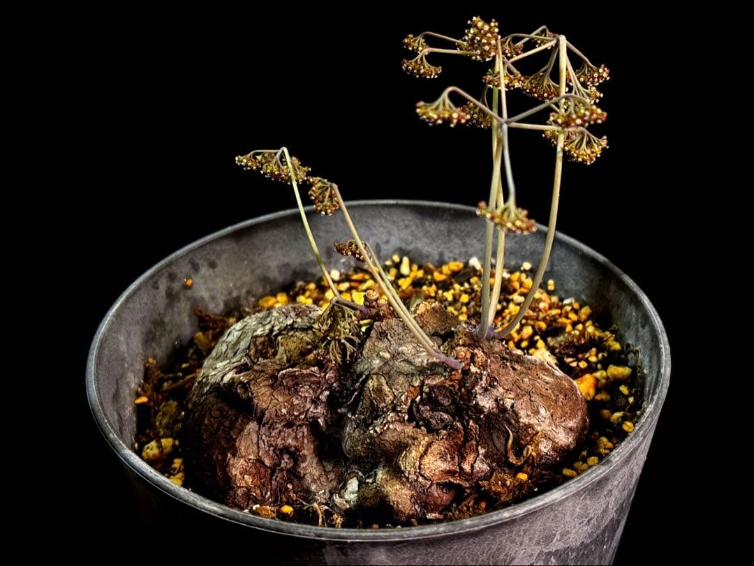 ステファニア・カウィーサキー Stephania kaweesakii