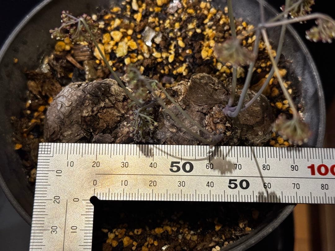 ステファニア・カウィーサキー Stephania kaweesakii