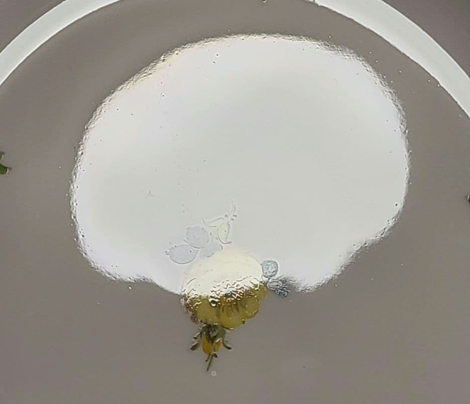 マイセン　スキャッタードフラワー　散らし小花　プレート　皿　あ31