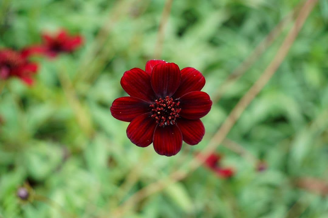 レンズ(ズーム) SONY ZEISS Vario-Sonnar T* DT16-80mm ZA