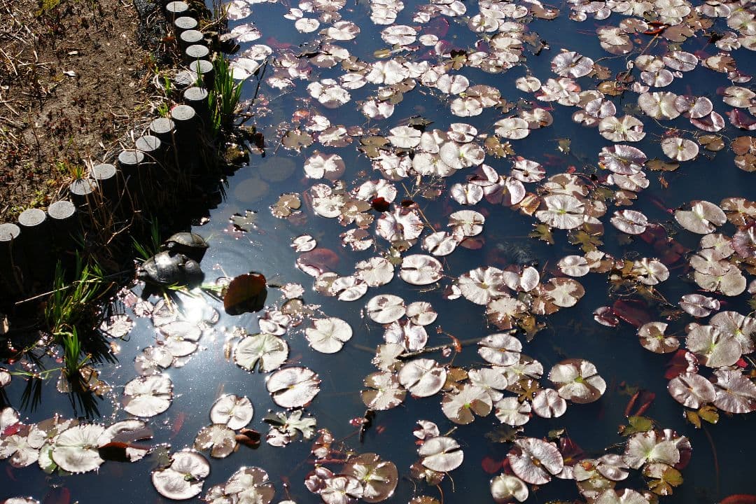 レンズ(ズーム) SONY ZEISS Vario-Sonnar T* DT16-80mm ZA